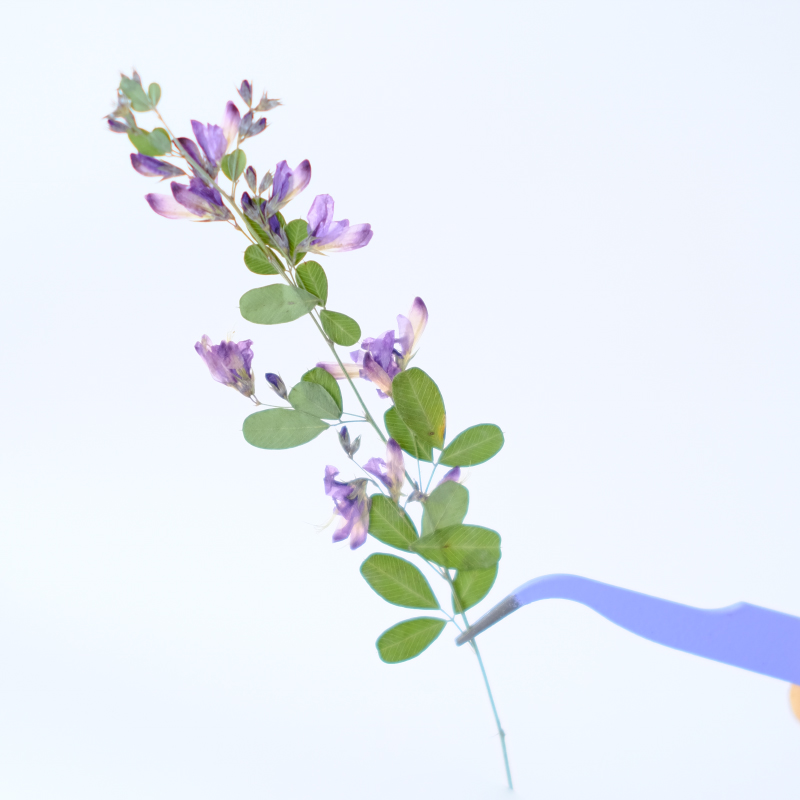 6 peças, Flores Secas Naturais - Resin Art And Jewelry avaliação e preço