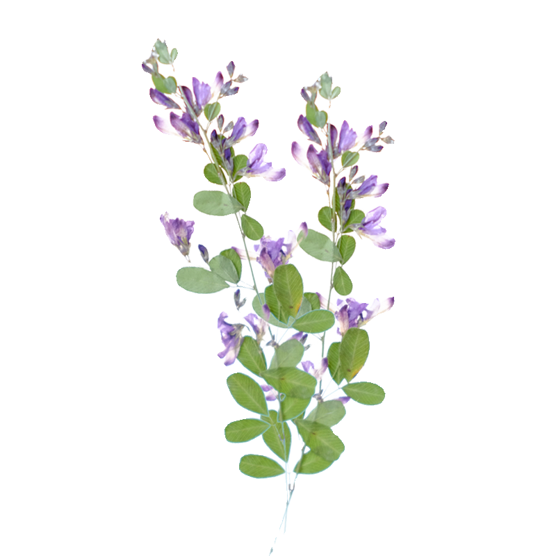 6 peças, Flores Secas Naturais - Resin Art And Jewelry avaliação e preço